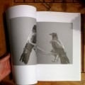 From Artist Book￼